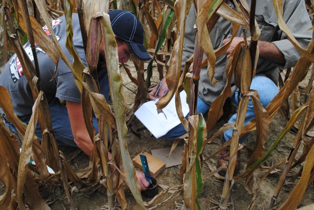Two people kneel among mature corn stalks during a field activity. One person holds a measuring tool in a small container near the soil while the other writes notes on a worksheet or clipboard. The surrounding corn plants have dry leaves and visible ears, suggesting students are collecting crop or soil data as part of an agriculture science lesson.